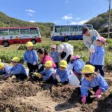 ３、４、５歳クラス・いもほり